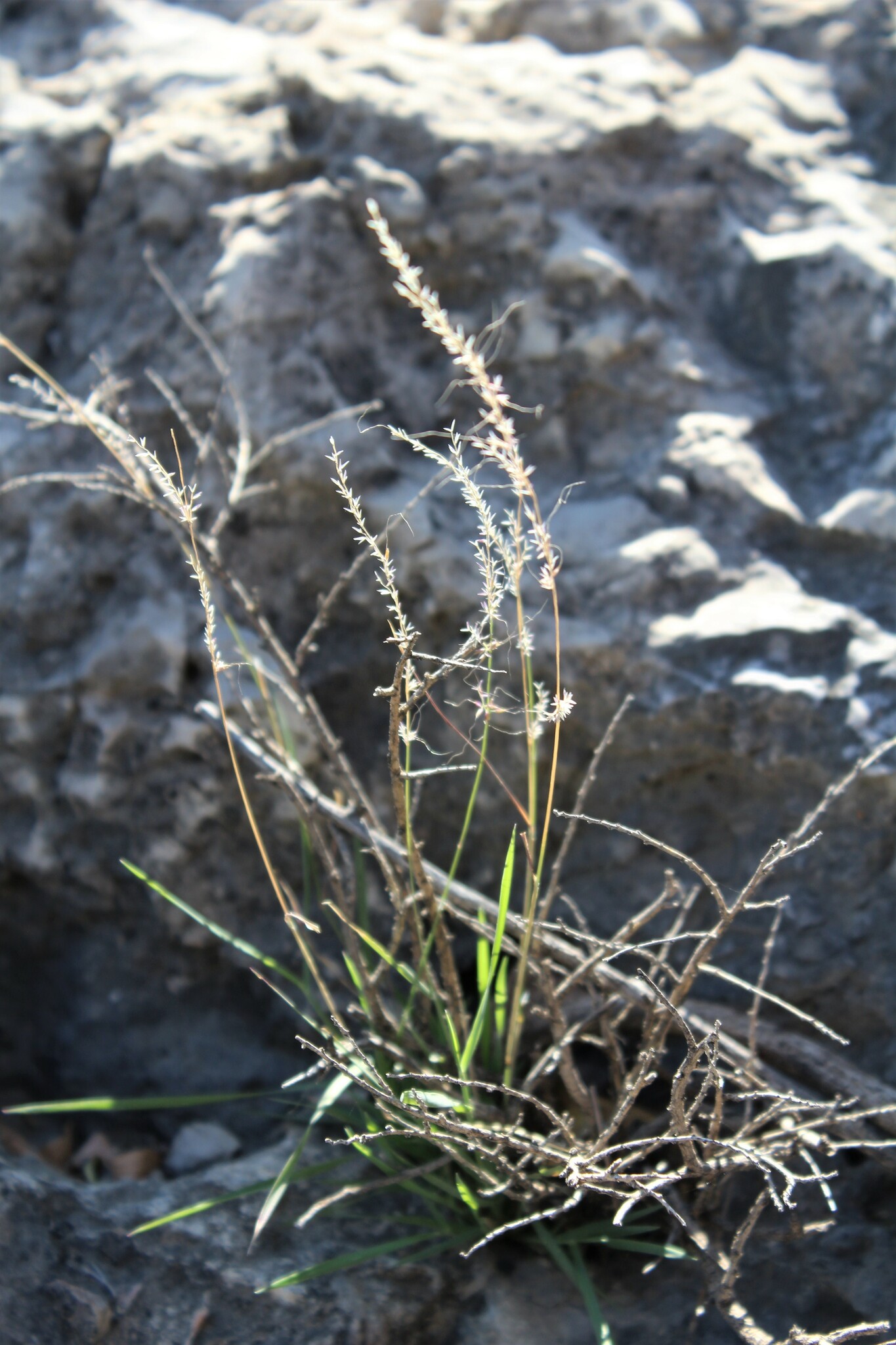 Muhlenbergia tenuifolia