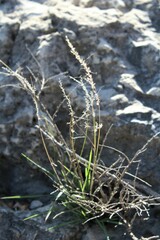 Muhlenbergia tenuifolia