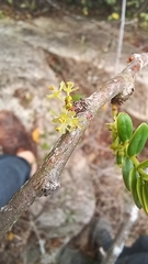 Phyllanthus emblica