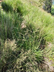 Diheteropogon filifolius