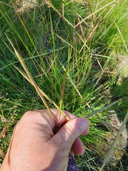 Diheteropogon filifolius