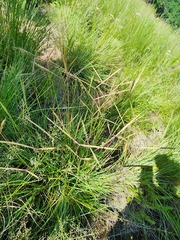 Diheteropogon filifolius