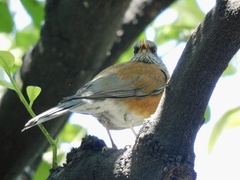 Turdus rufopalliatus
