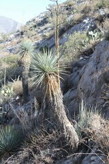 Yucca rigida