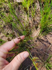 Cyperus semitrifidus
