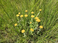 Helichrysum auriceps