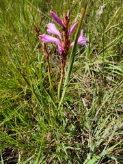 Watsonia densiflora