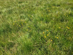 Helichrysum auriceps