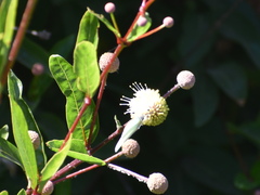 Cephalanthus