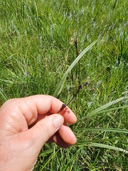 Hypoxis rigidula rigidula