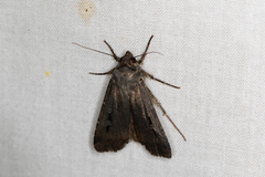 Agrotis infusa