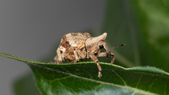 Oemethylus triangularis