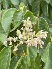 Sterculia quadrifida
