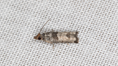 Spilonota constrictana