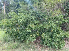 Sterculia quadrifida