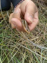 Plestiodon tetragrammus