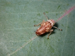 Brunotartessus fulvus