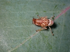 Brunotartessus fulvus