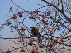 Turdus viscivorus