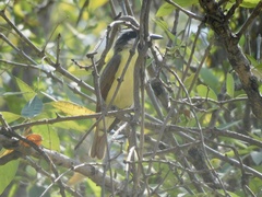 Pitangus sulphuratus