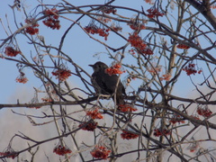Turdus viscivorus