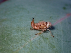 Brunotartessus fulvus