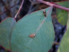 Brunotartessus fulvus
