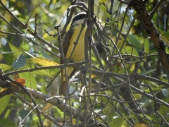 Pitangus sulphuratus