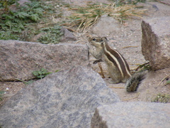 Funambulus pennantii