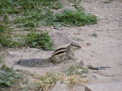 Funambulus pennantii