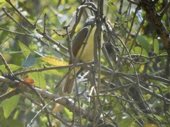 Pitangus sulphuratus