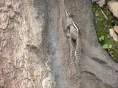 Funambulus pennantii