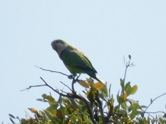 Myiopsitta monachus
