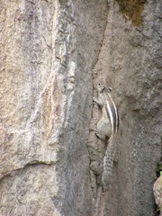 Funambulus pennantii