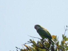 Myiopsitta monachus