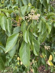 Sterculia quadrifida