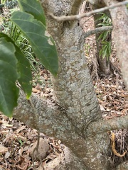 Sterculia quadrifida