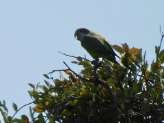 Myiopsitta monachus