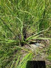 Hypoxis argentea sericea