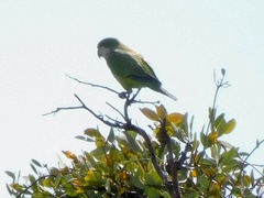 Myiopsitta monachus