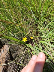 Hypoxis argentea sericea