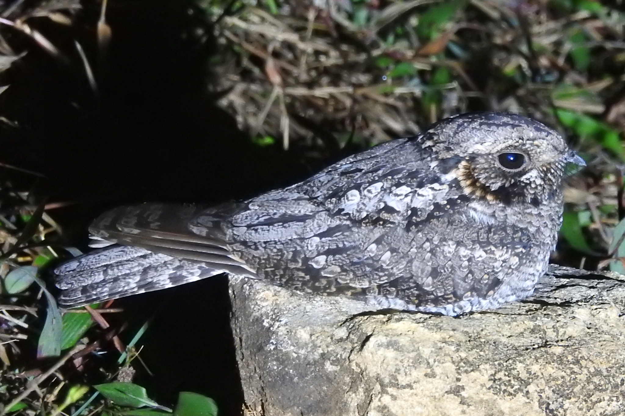 Jungle Nightjar