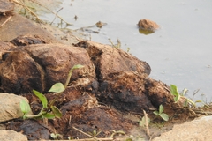 Elephas maximus indicus