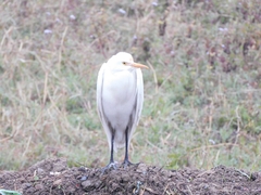 Bubulcus ibis