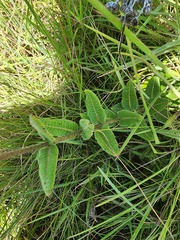 Asclepias albens