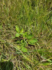 Raphionacme hirsuta