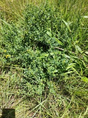 Crotalaria dura