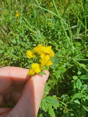 Crotalaria dura