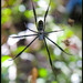 Hairy Golden Orb-weaving Spider - Photo (c) Bruce, some rights reserved (CC BY-NC-ND)