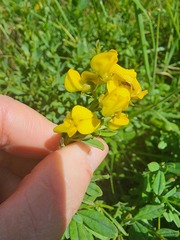 Crotalaria dura